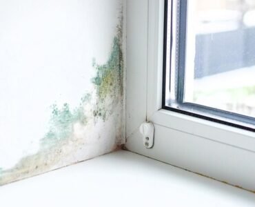 slope-near-window-fungus-moisture-selective-focus_73944-30065